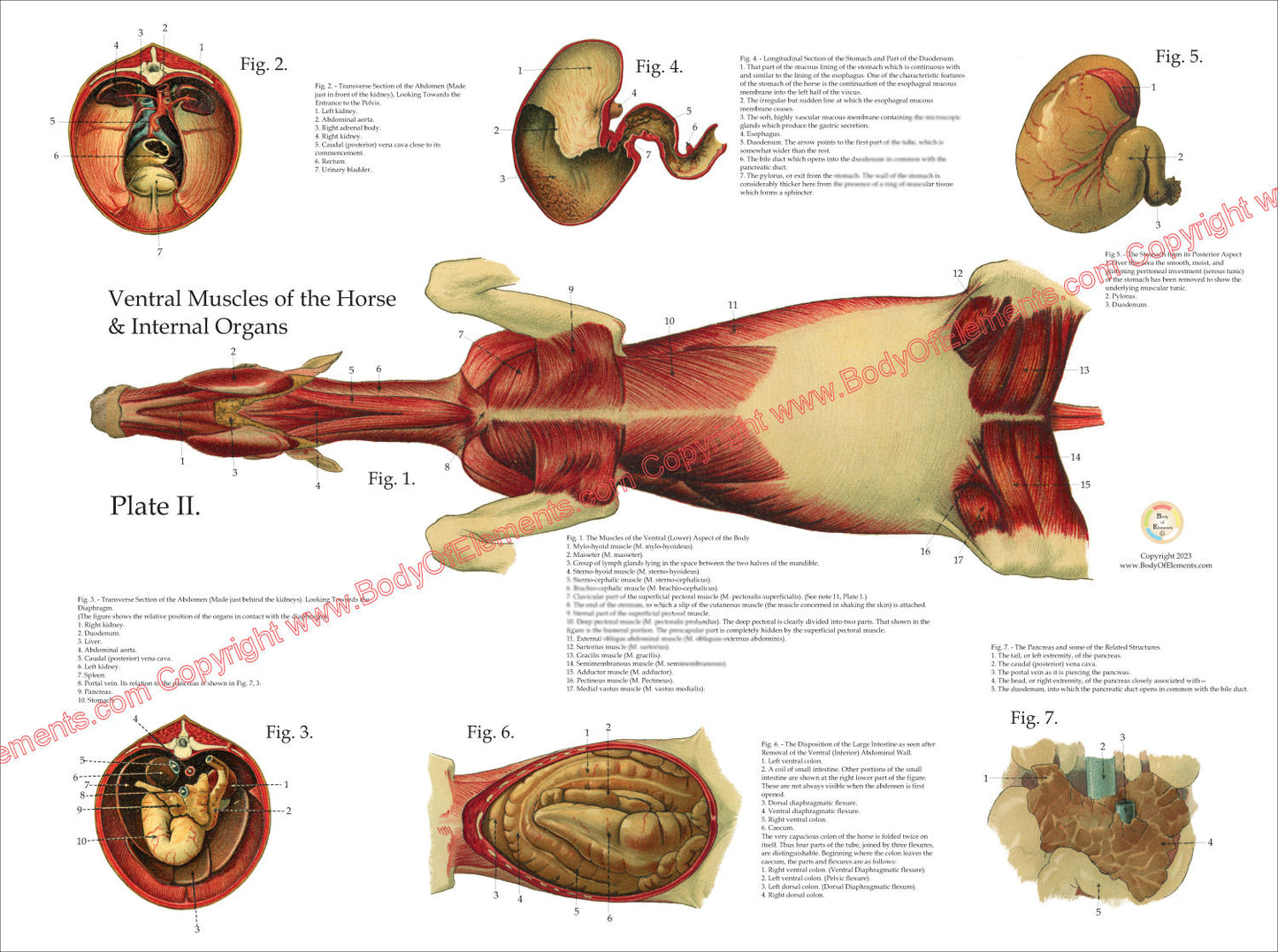 Horse Muscles Viscera Anatomy Poster