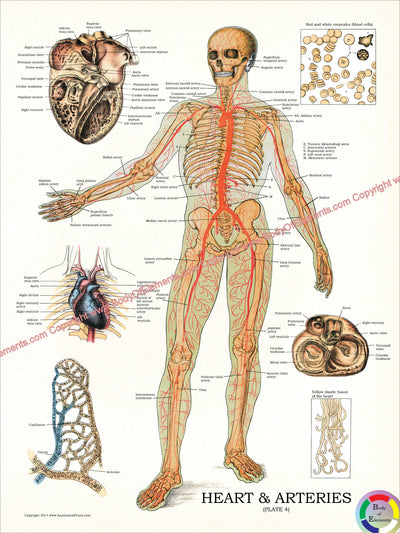 Human circulatory system