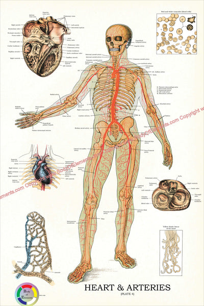 Human heart circulatory system