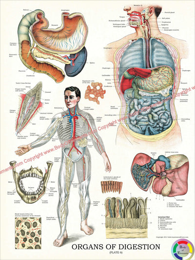 Human digestive system chart