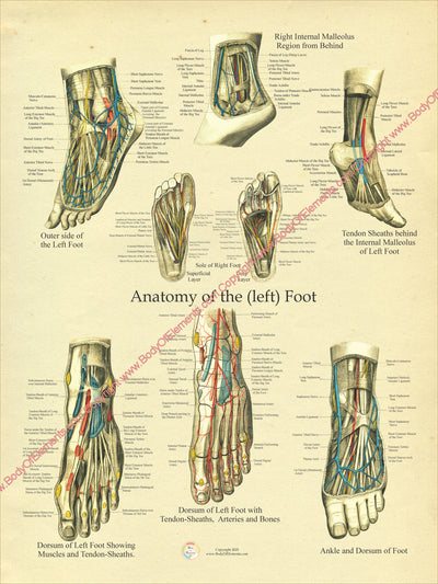 Human Foot Anatomy Poster