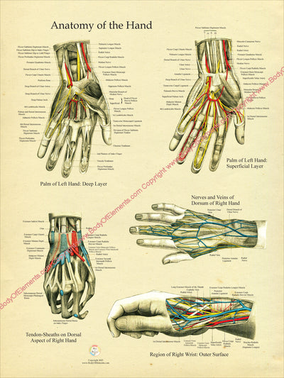 Human Hand and Wrist Anatomy Poster