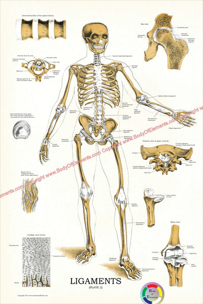 Skeletal ligaments poster