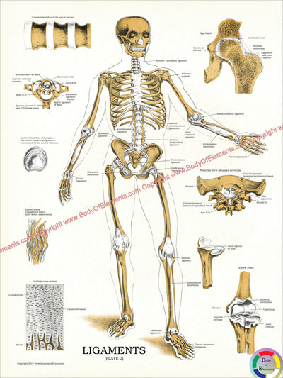 Skeletal ligaments poster