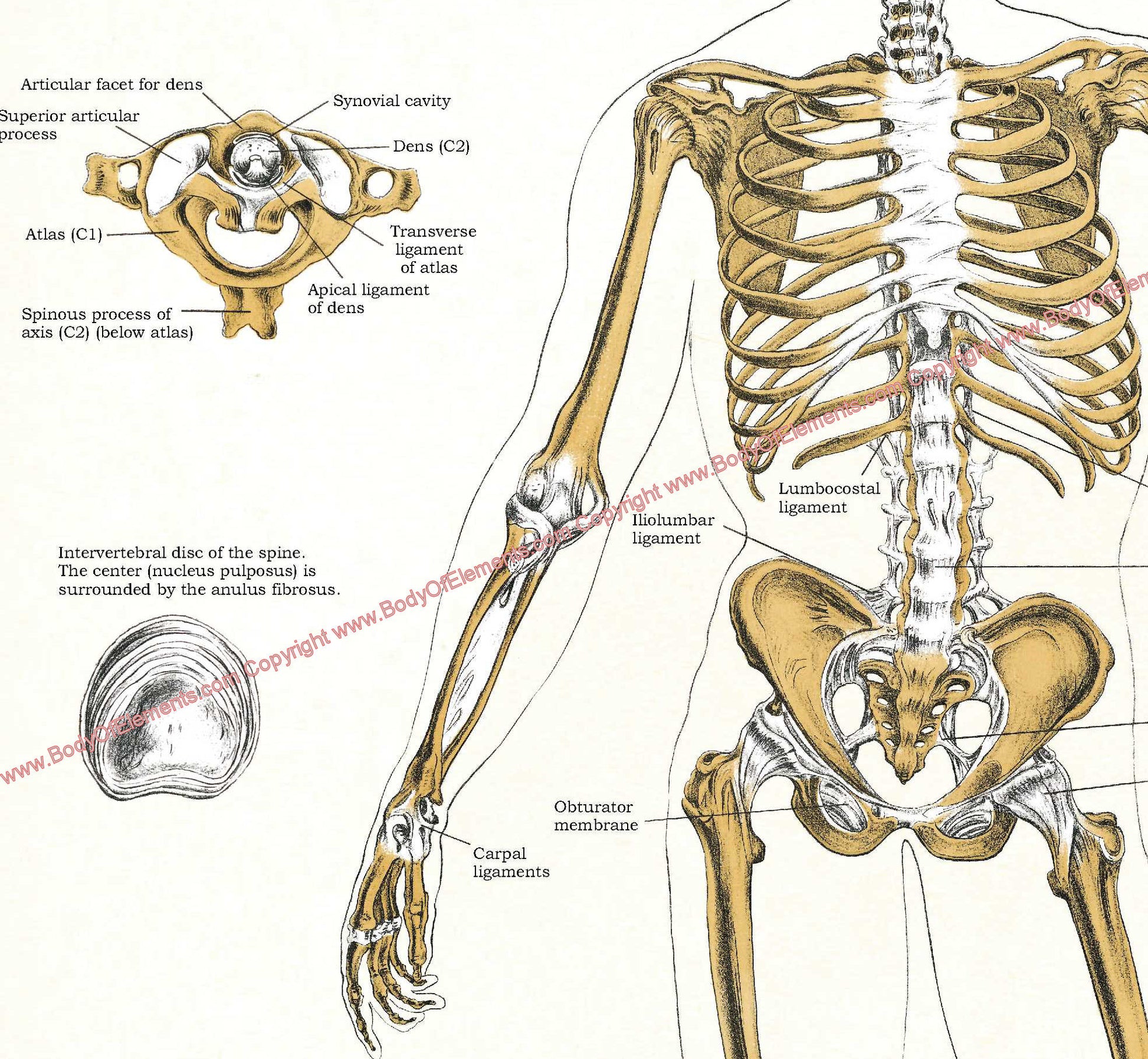 Skeletal ligaments anatomical chart