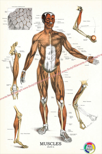 Human muscle anatomy chart vintage