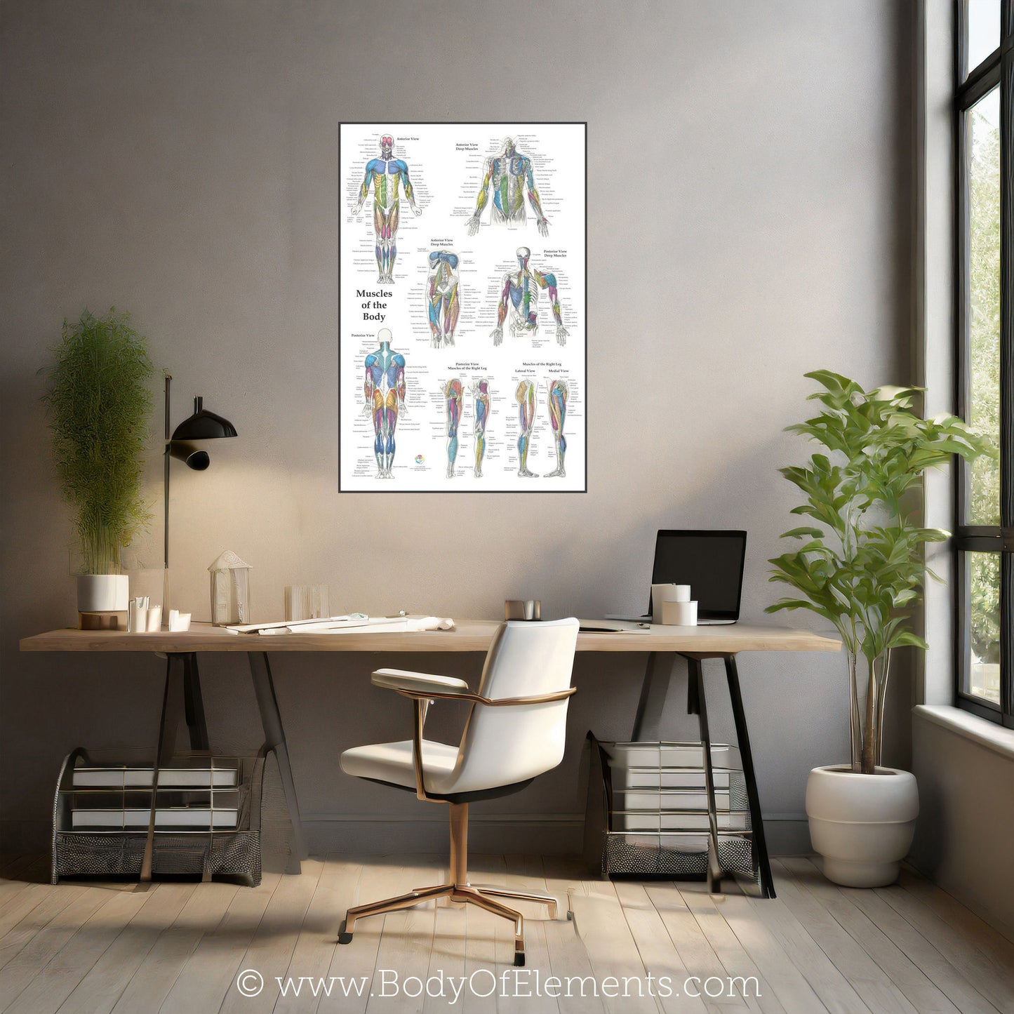 Muscle Anatomy Poster Anterior Posterior Deep Layers 24 X 36