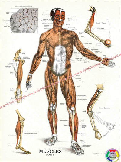 Human muscle anatomy chart vintage