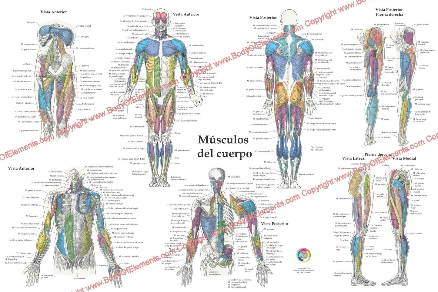 Human muscle anatomy poster in Spanish