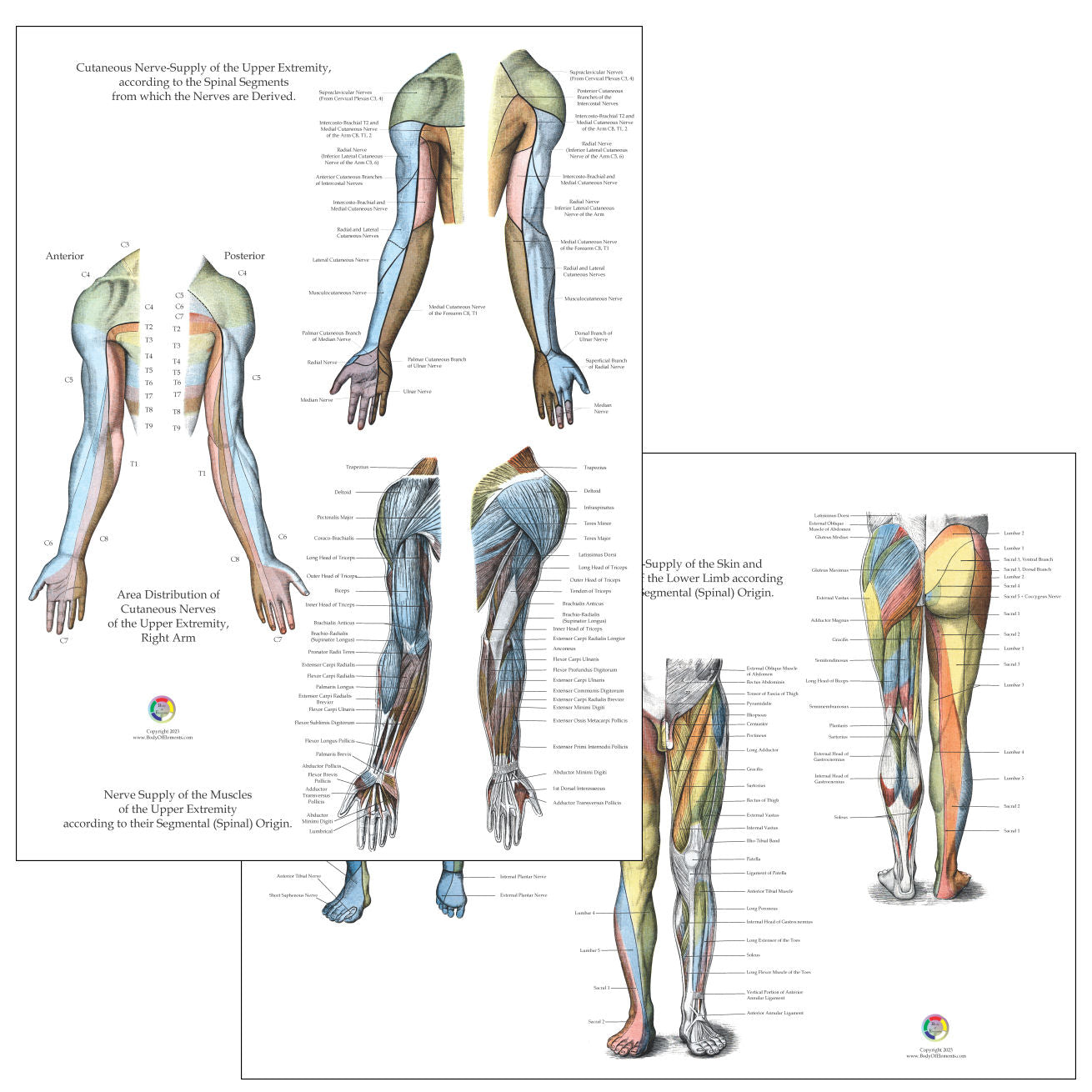 Nerve innervation chart set