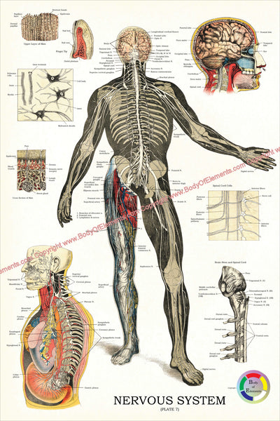 Human nervous system anatomy chart