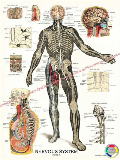 Posterior spinal nerves poster