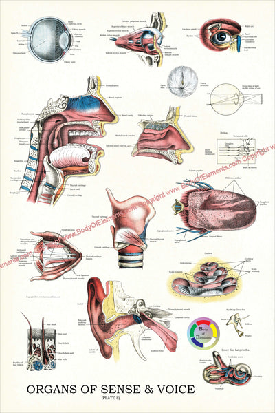 Organs of sense and speech chart