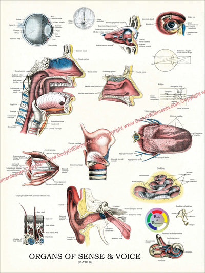Sensory organs anatomical chart