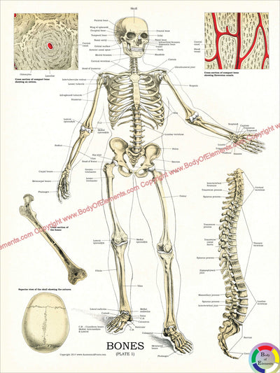 Human skeletal anatomy poster