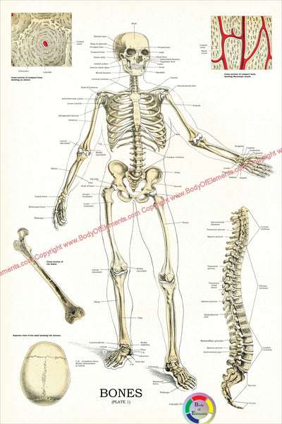 Human skeleton anatomy poster