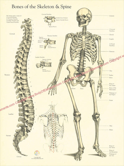 Bones of the Skeleton and Spine Poster