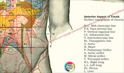 Human surface anatomy poster