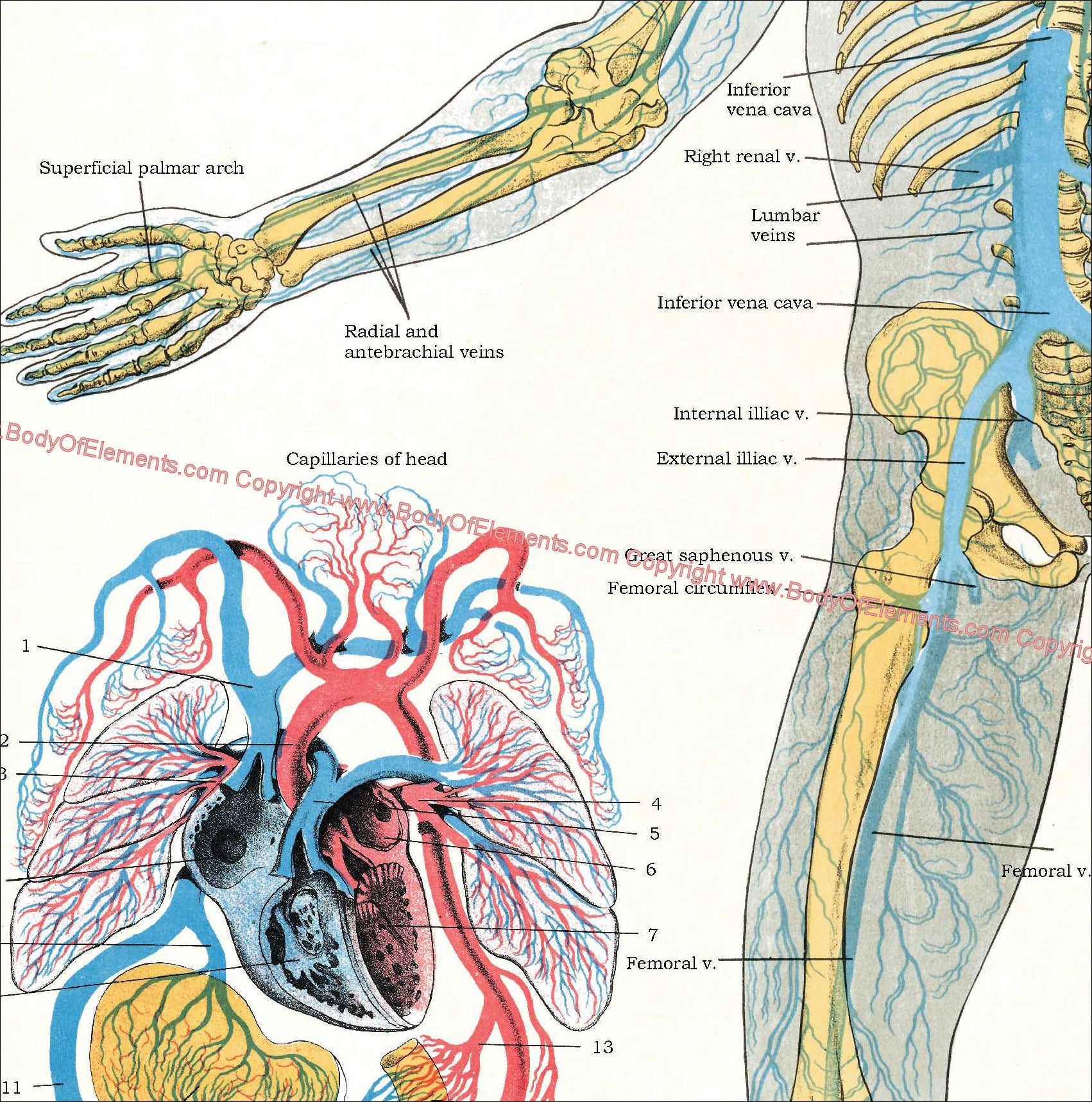 veins heart lungs anatomy poster