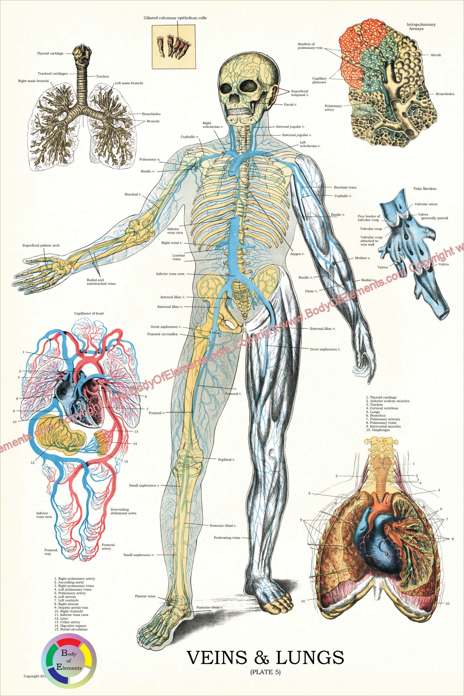 Veins lungs anatomy chart