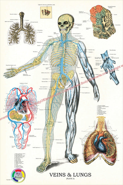 Veins lungs anatomy chart
