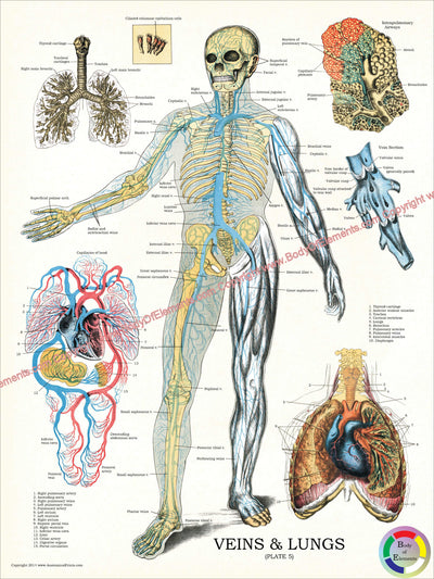 Venous system anatomy poster