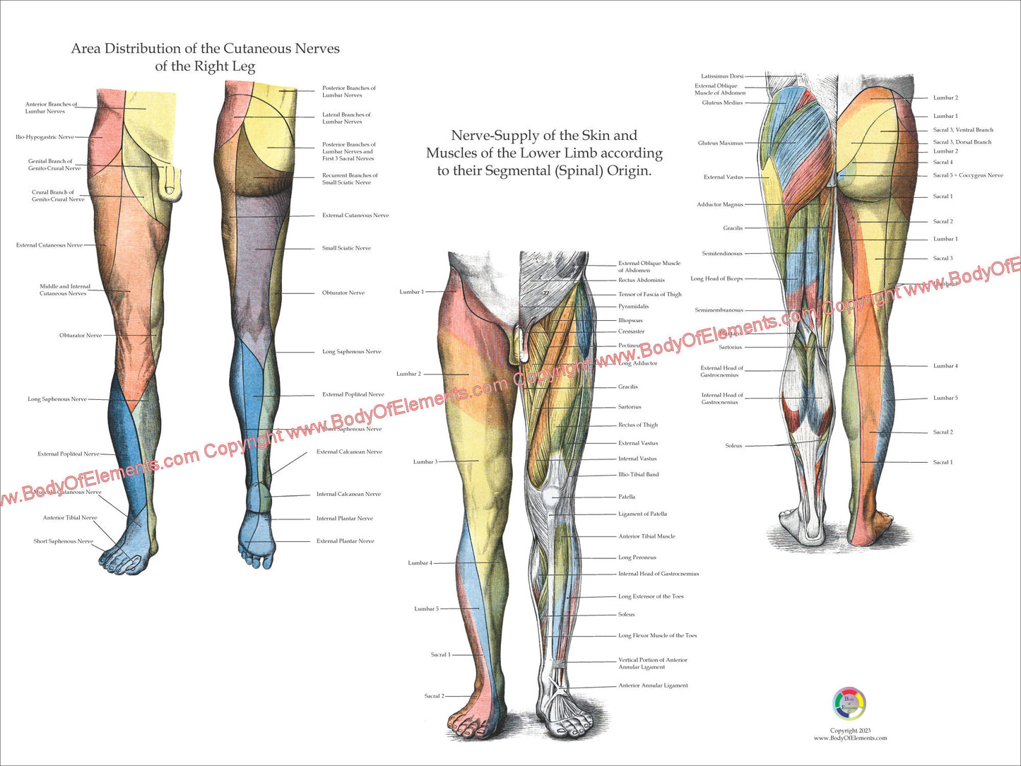 Muscles and nerve innervation of the legs