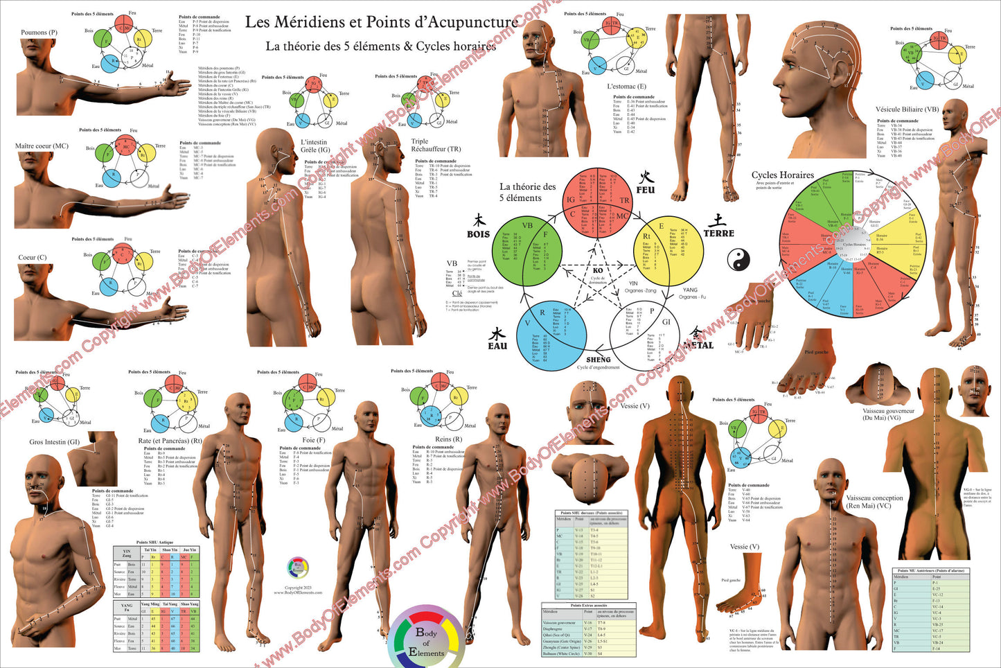 Les Méridiens et Points d’Acupuncture Planche La théorie des 5 éléments & Cycles horaires