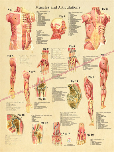 Muscles and Articulations Anatomy Poster