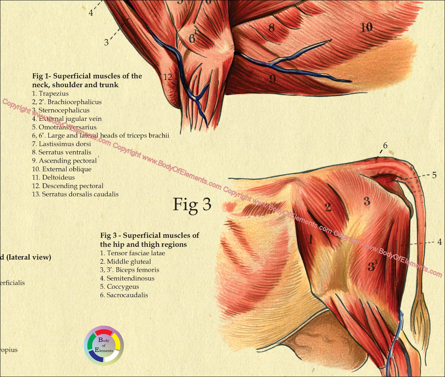 Cow Muscle Anatomy Poster