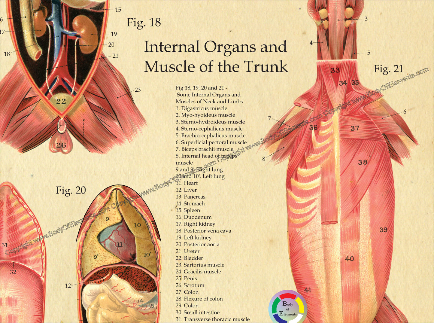 Dog Internal Organ Anatomy Poster