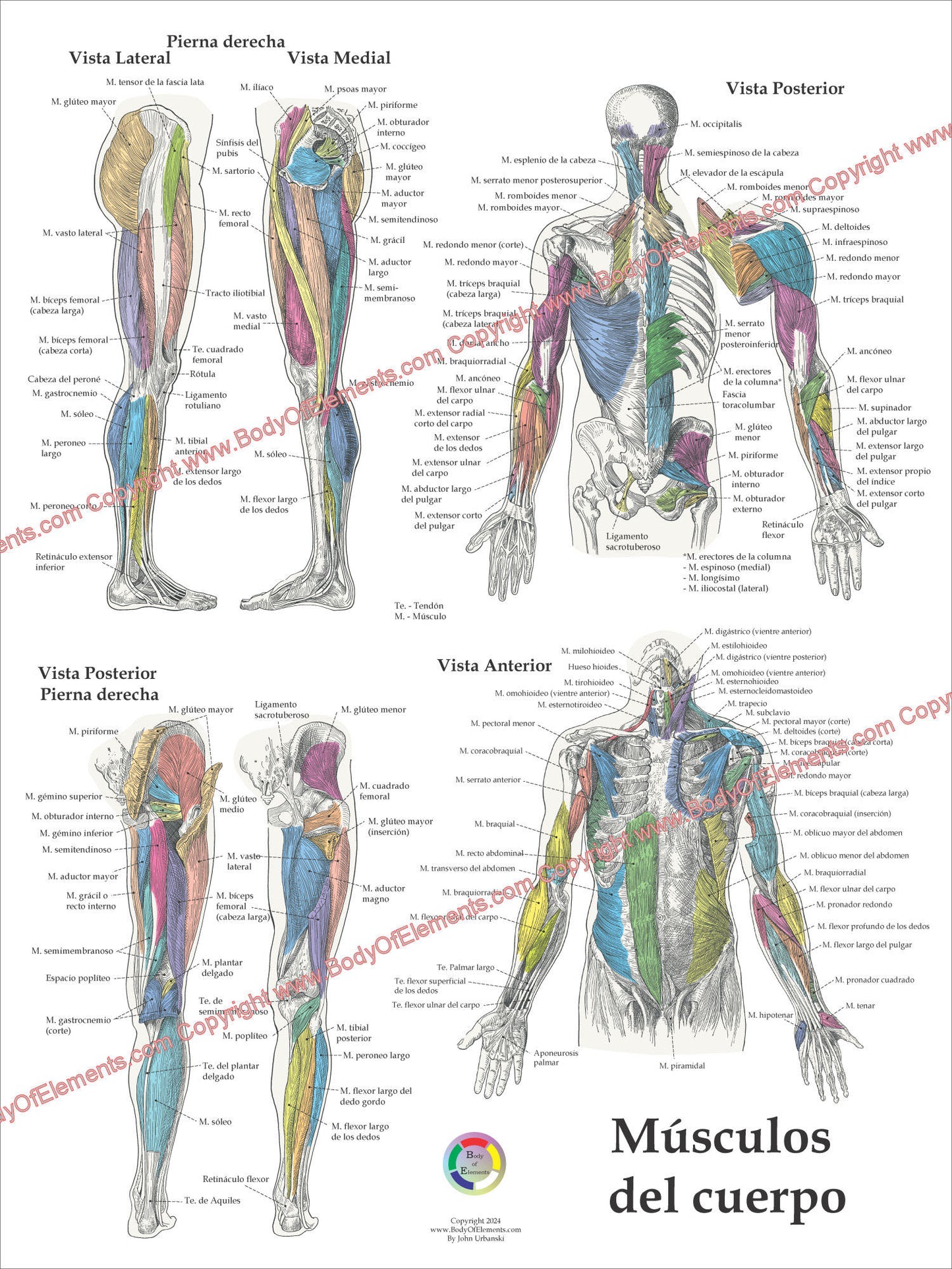 Muscle Anatomy Poster Anterior Posterior Deep Layers 18 X 24