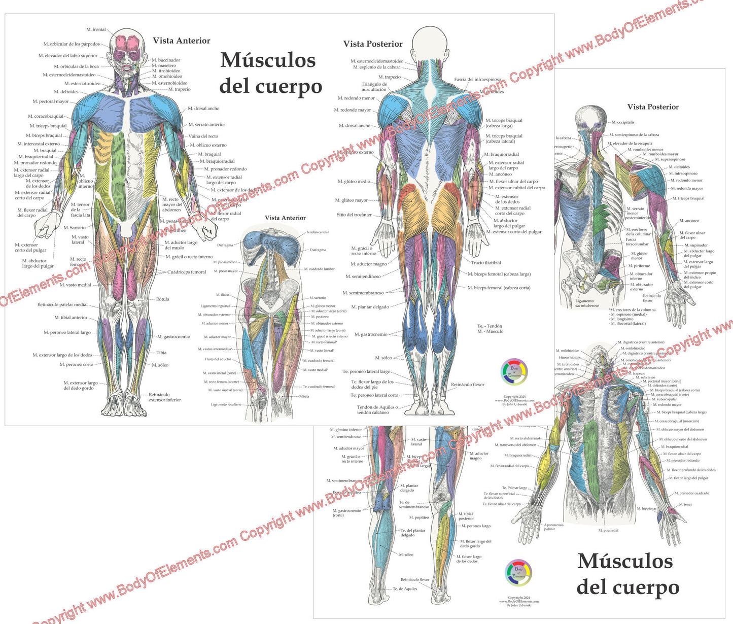 Muscle Anatomy Poster Anterior Posterior Deep Layers 18 X 24