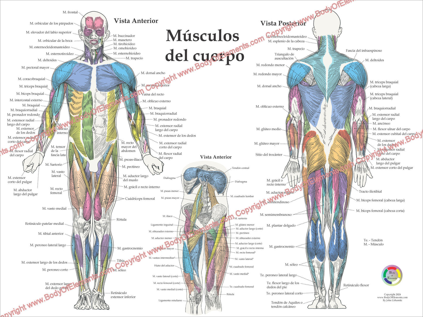Muscle Anatomy Poster Anterior Posterior Deep Layers 18 X 24