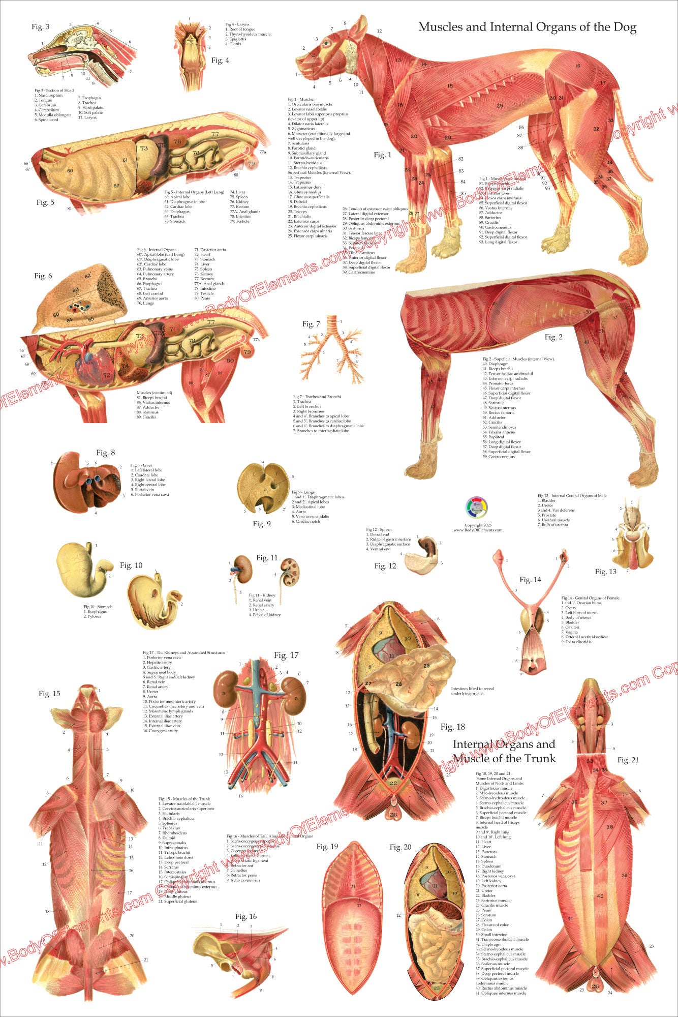 Dog Internal Organ Anatomy Poster