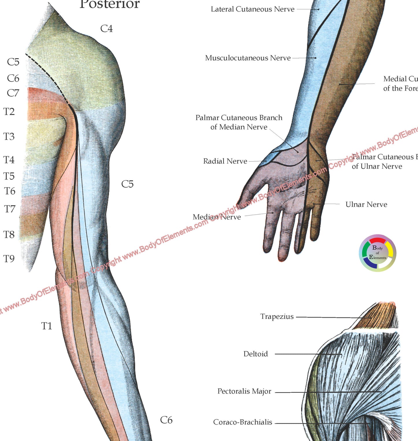 Arm spinal nerve innervation