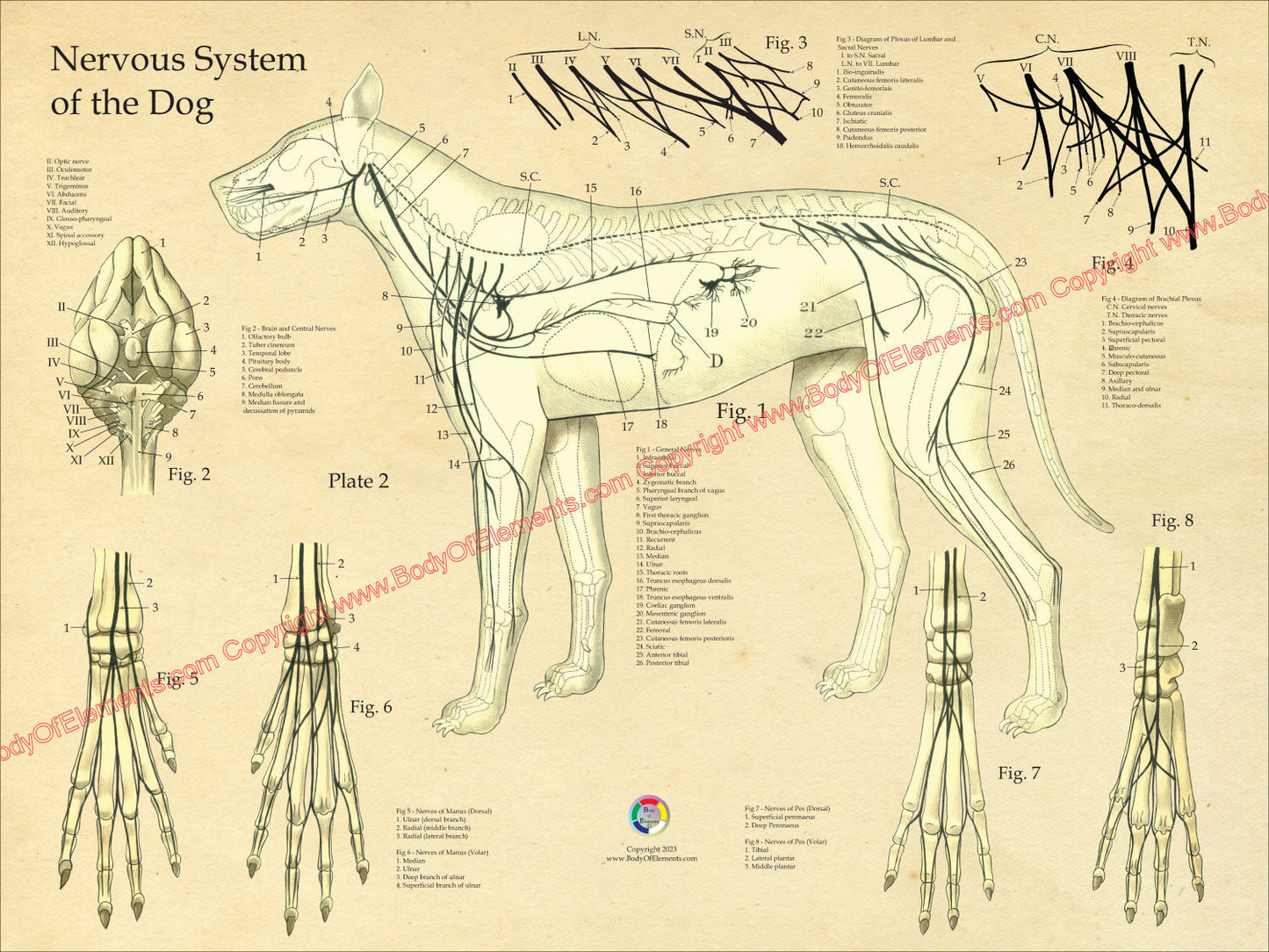 Dog Nervous System Anatomy Poster