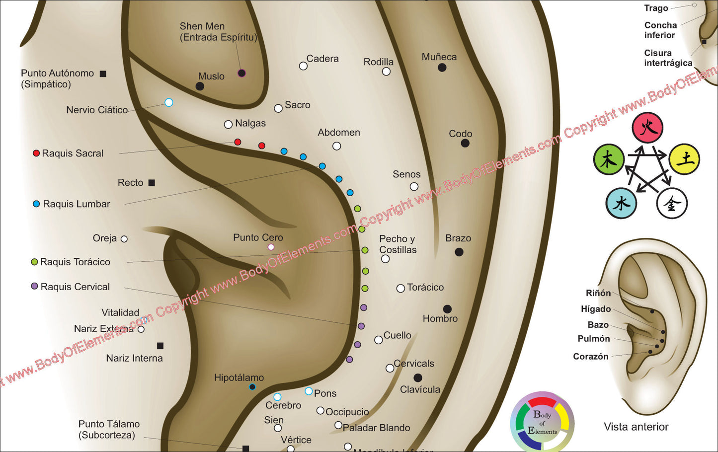 Auricular Ear Acupuncture Poster in Spanish