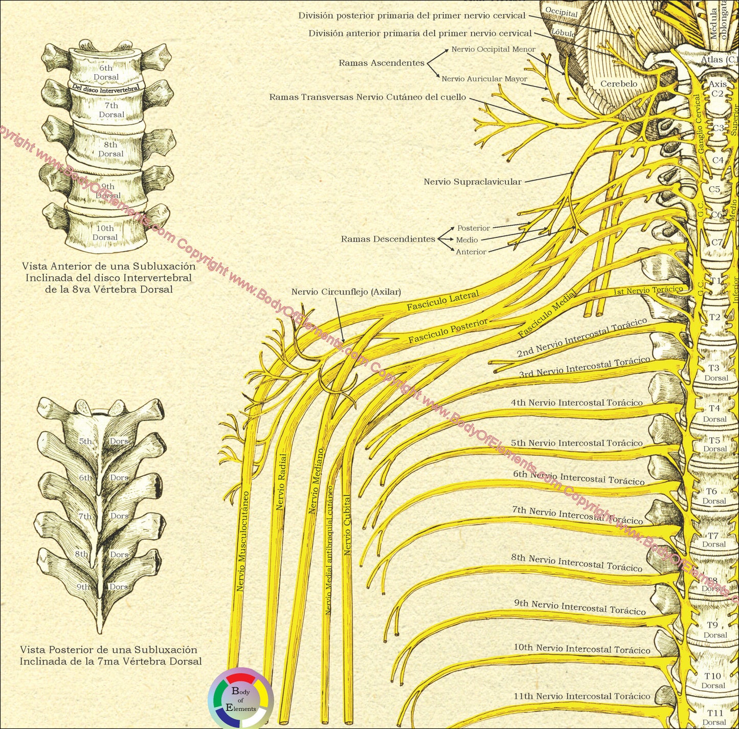 Spinal nerves subluxations chiropractic Spanish chart
