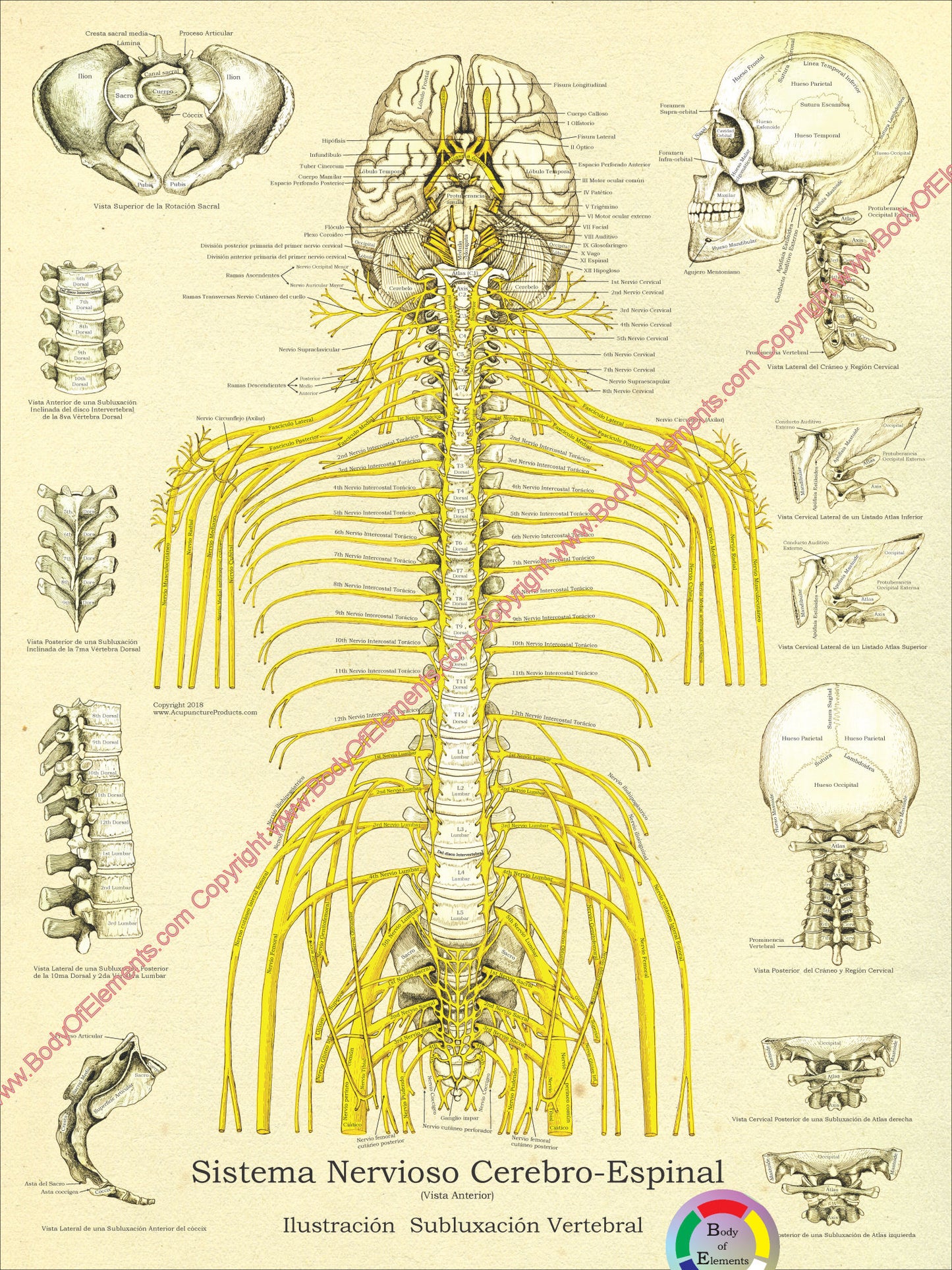 Spinal nerves subluxations chiropractic Spanish poster