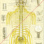 Spinal nerves subluxations chiropractic Spanish poster