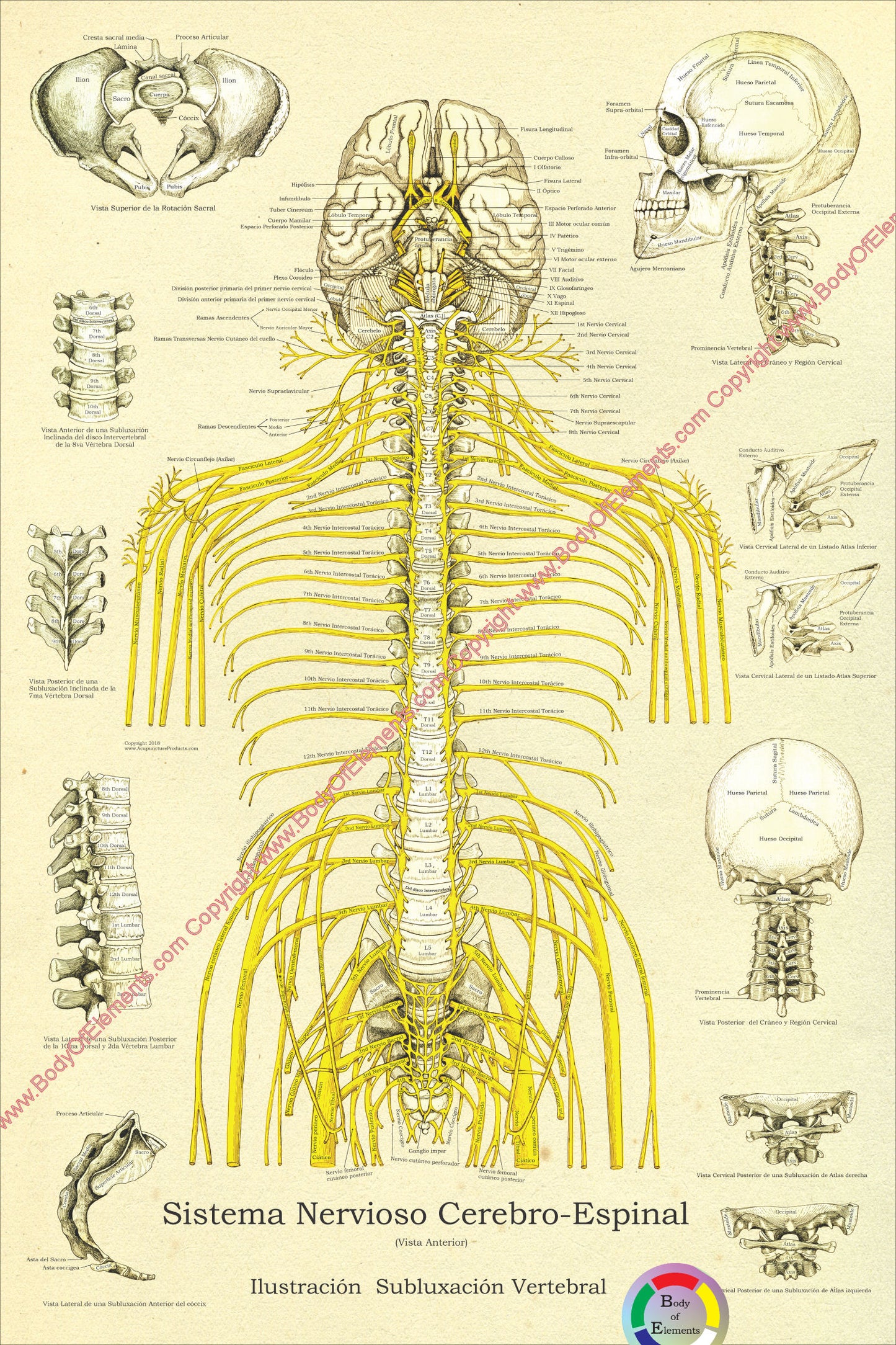 Spinal nerves subluxations chiropractic Spanish poster