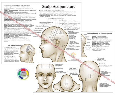 Scalp acupuncture chart