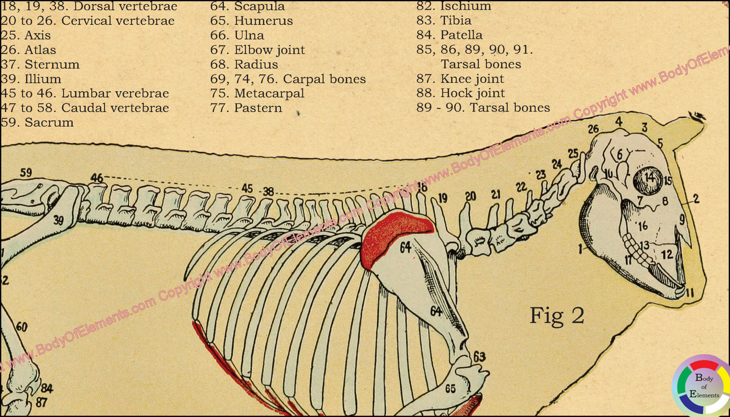 Skeletal anatomy of the sheep.