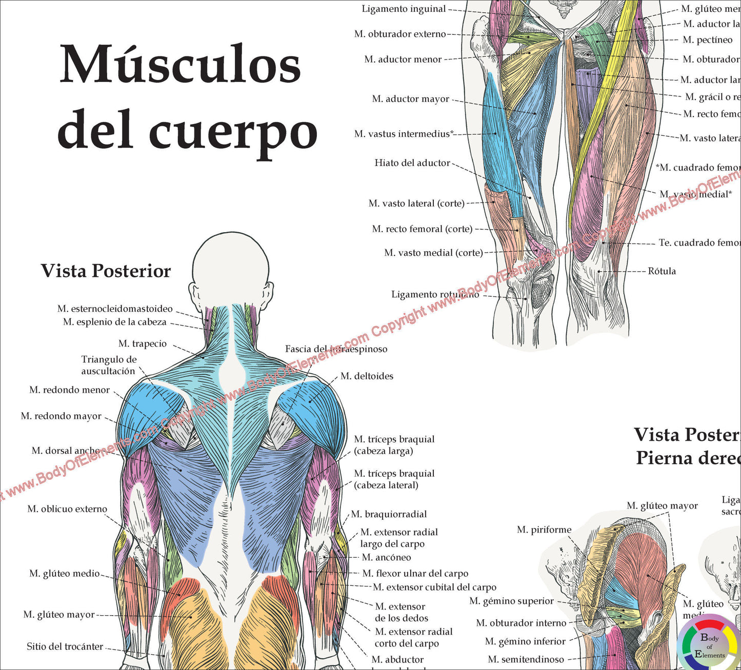 Human muscle anatomy poster in Spanish