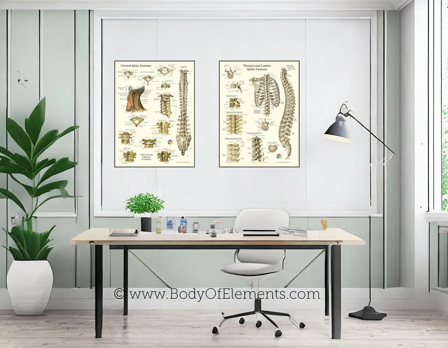 Health clinic wall charts human spine anatomy