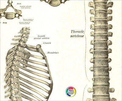 Spine anatomy cross section