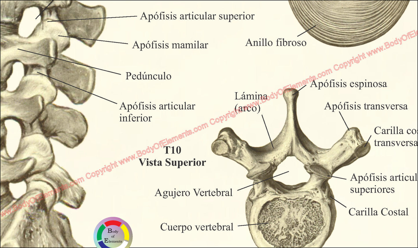 Spinal bones anatomy in Spanish