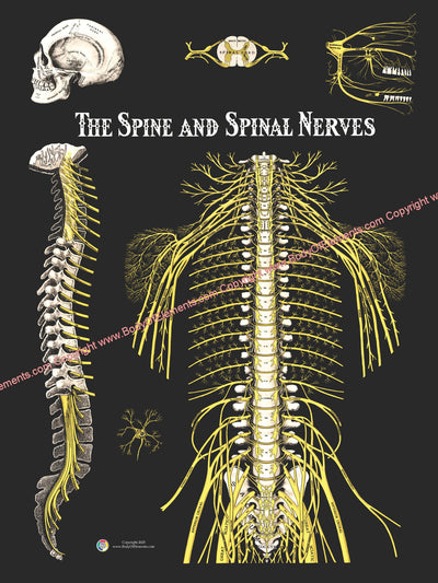 The Spine and Spinal Nerves Poster