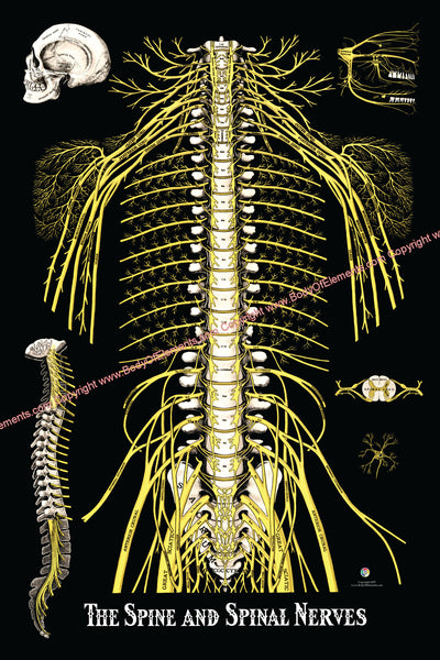 Spinal nerves anatomy poster
